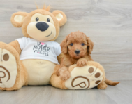 8 week old Mini Goldendoodle Puppy For Sale - Simply Southern Pups