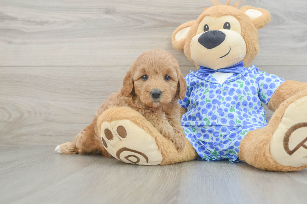 5 week old Mini Goldendoodle Puppy For Sale - Simply Southern Pups