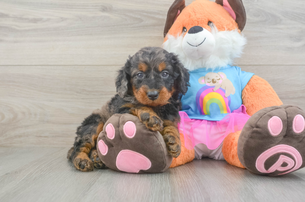 6 week old Mini Goldendoodle Puppy For Sale - Simply Southern Pups