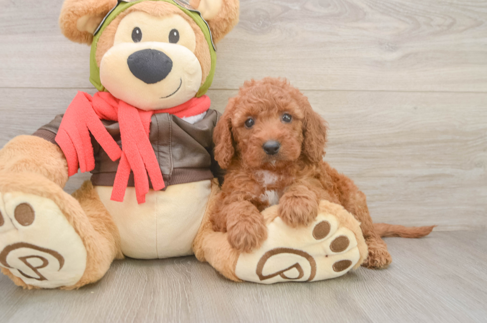 6 week old Mini Goldendoodle Puppy For Sale - Simply Southern Pups