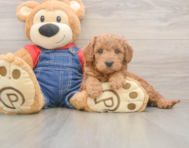 6 week old Mini Goldendoodle Puppy For Sale - Simply Southern Pups