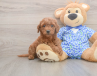 7 week old Mini Goldendoodle Puppy For Sale - Simply Southern Pups