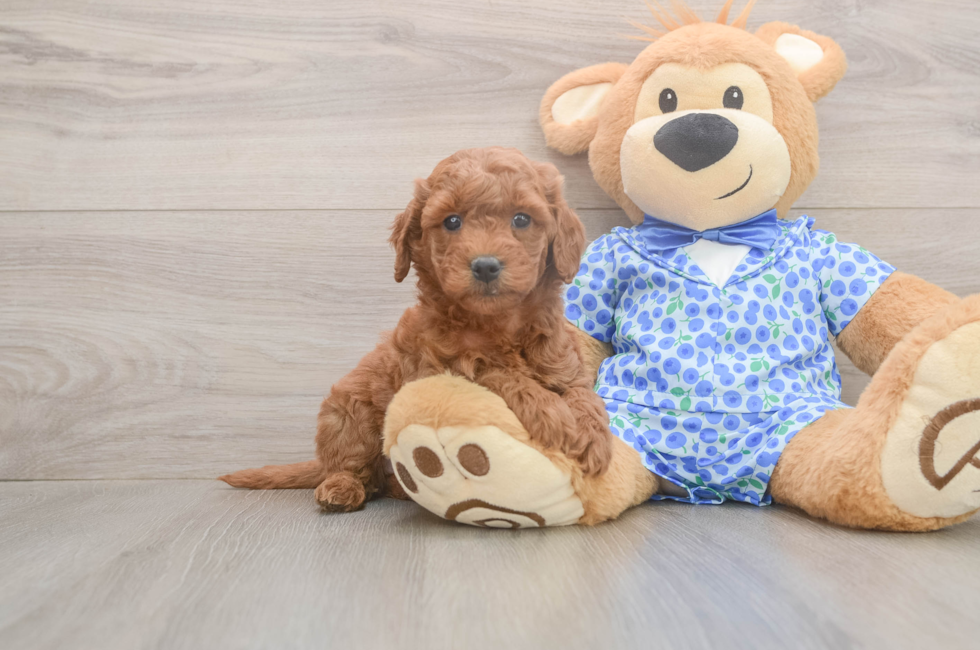 6 week old Mini Goldendoodle Puppy For Sale - Simply Southern Pups