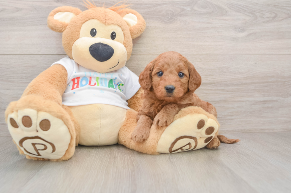 5 week old Mini Goldendoodle Puppy For Sale - Simply Southern Pups