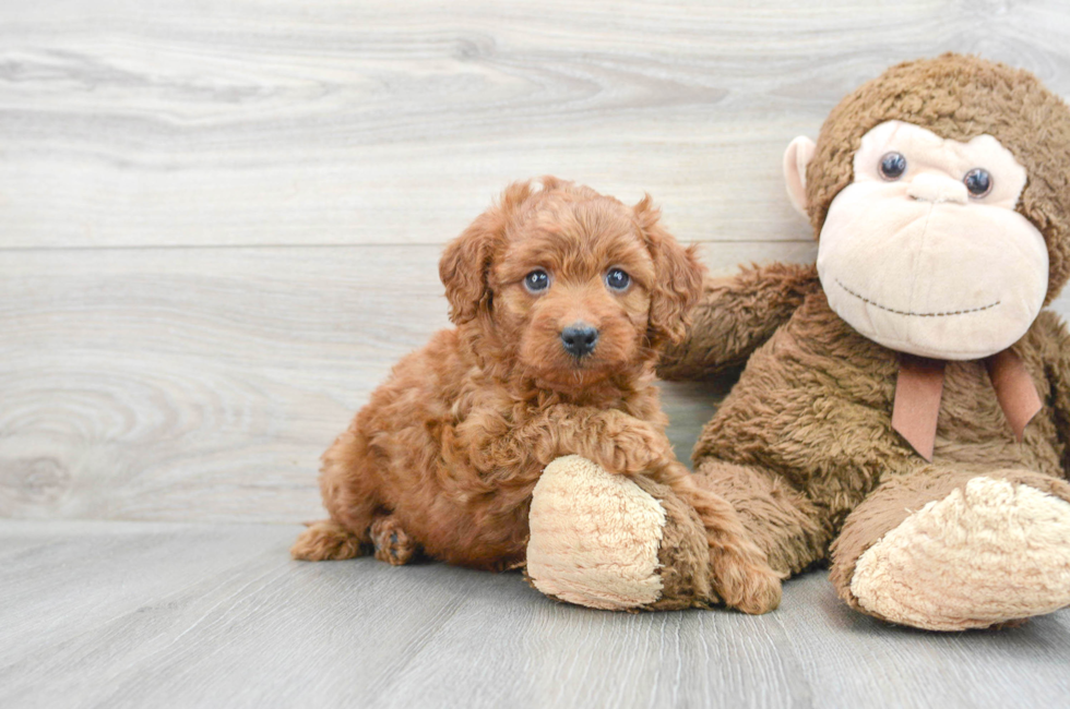 6 week old Mini Goldendoodle Puppy For Sale - Simply Southern Pups