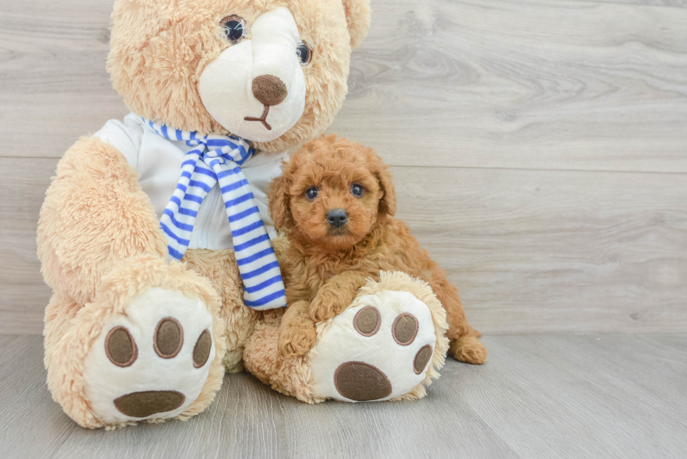 Little Mini Goldenpoo Poodle Mix Puppy