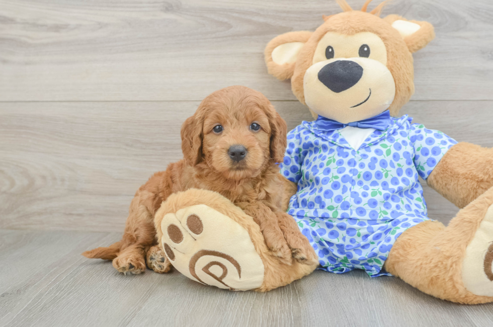 5 week old Mini Goldendoodle Puppy For Sale - Simply Southern Pups