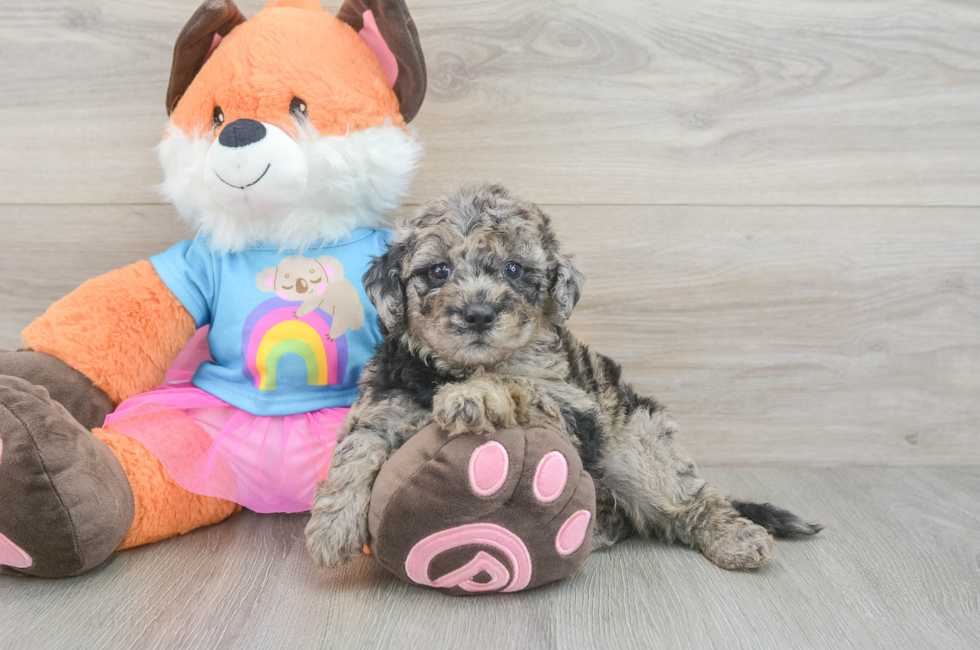 6 week old Mini Goldendoodle Puppy For Sale - Simply Southern Pups