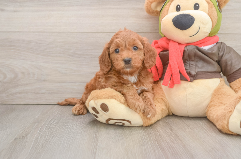 6 week old Mini Goldendoodle Puppy For Sale - Simply Southern Pups