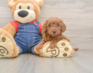 6 week old Mini Goldendoodle Puppy For Sale - Simply Southern Pups