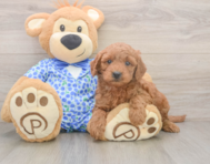 7 week old Mini Goldendoodle Puppy For Sale - Simply Southern Pups