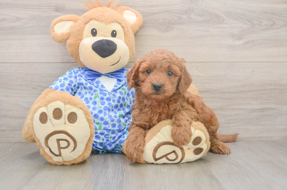 6 week old Mini Goldendoodle Puppy For Sale - Simply Southern Pups