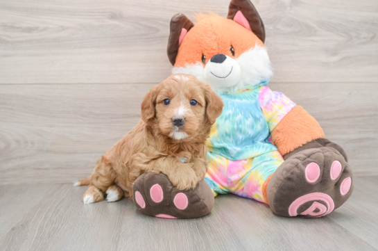 Cute Mini Goldendoodle Baby