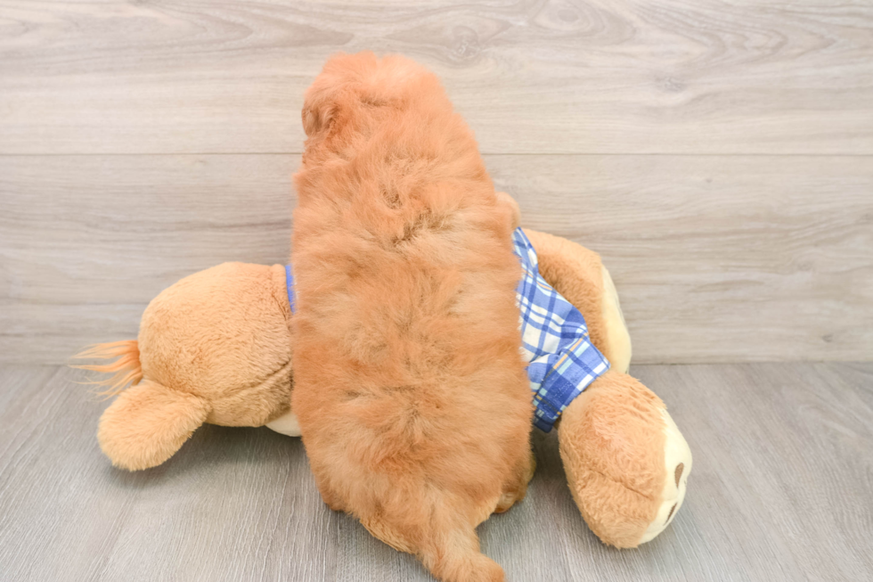 Adorable Golden Retriever Poodle Mix Poodle Mix Puppy