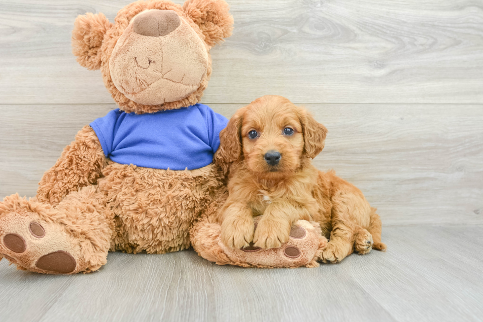 Popular Mini Goldendoodle Poodle Mix Pup