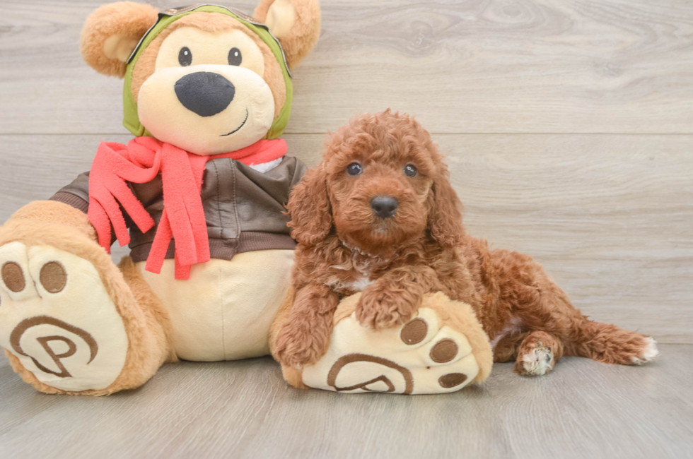 6 week old Mini Goldendoodle Puppy For Sale - Simply Southern Pups