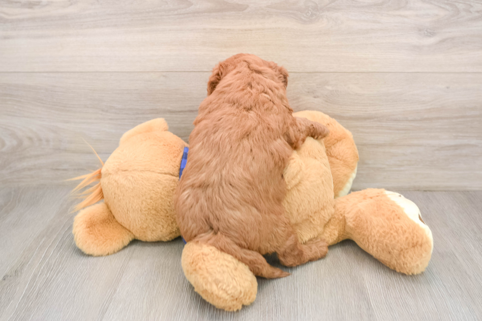 Mini Goldendoodle Pup Being Cute
