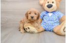 Mini Goldendoodle Puppy for Adoption