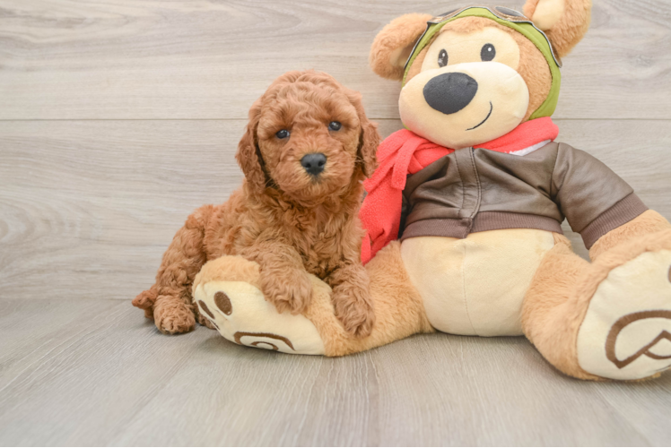 Smart Mini Goldendoodle Poodle Mix Pup