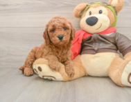 7 week old Mini Goldendoodle Puppy For Sale - Simply Southern Pups