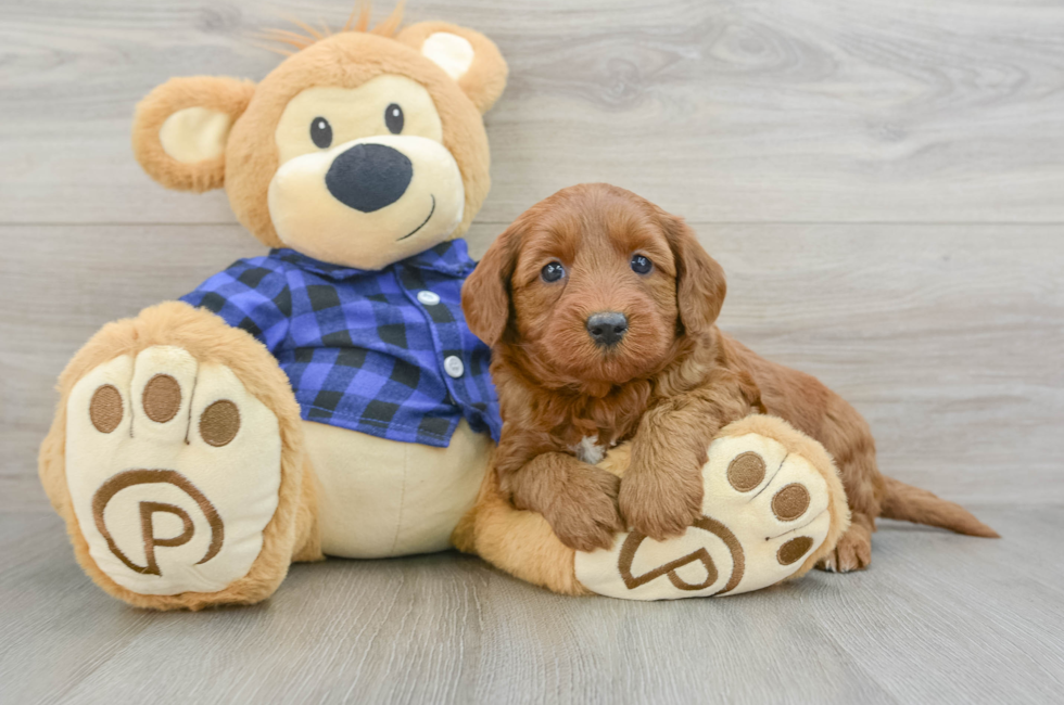 6 week old Mini Goldendoodle Puppy For Sale - Simply Southern Pups