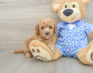 7 week old Mini Goldendoodle Puppy For Sale - Simply Southern Pups