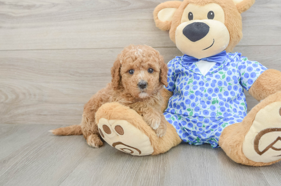 5 week old Mini Goldendoodle Puppy For Sale - Simply Southern Pups