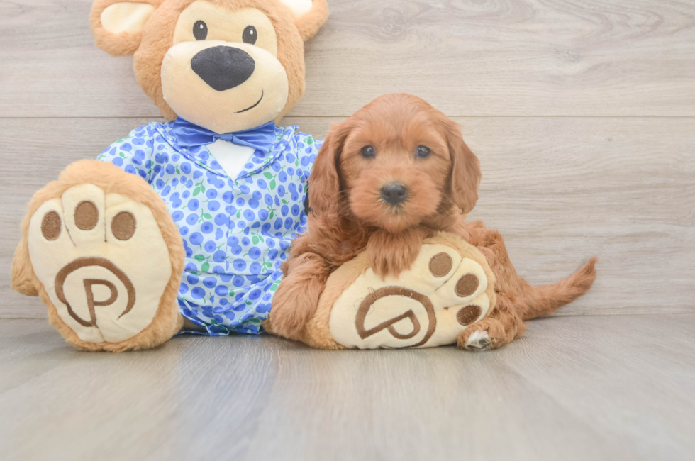 6 week old Mini Goldendoodle Puppy For Sale - Simply Southern Pups