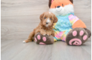 Energetic Golden Doodle Poodle Mix Puppy