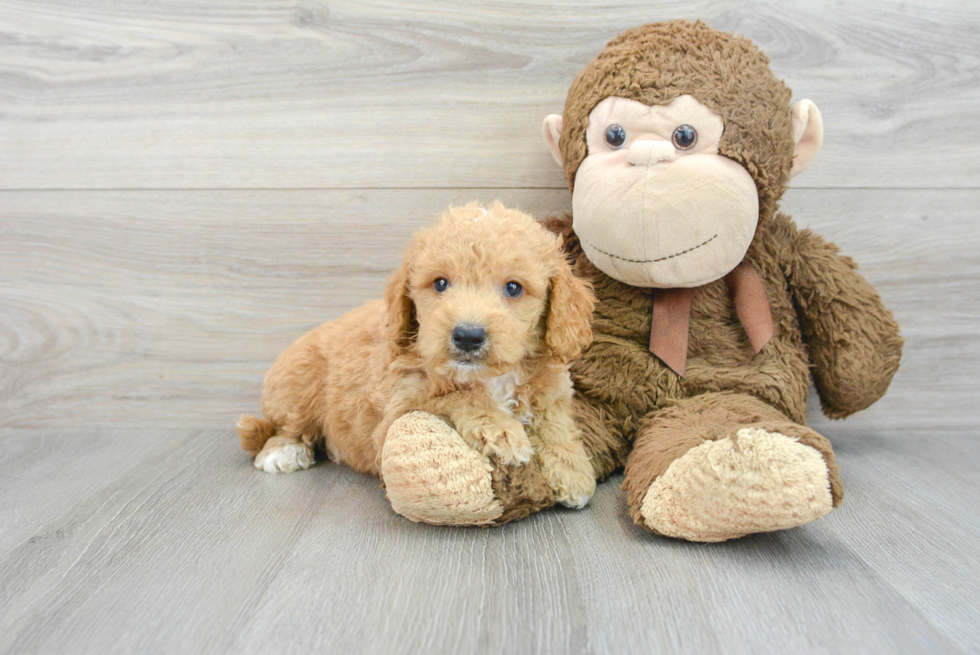 Fluffy Mini Goldendoodle Poodle Mix Pup