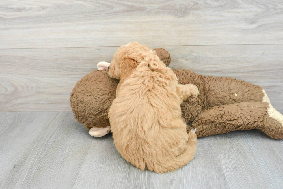 Best Mini Goldendoodle Baby