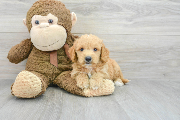 Best Mini Goldendoodle Baby