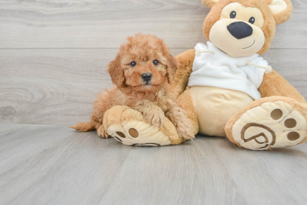 Best Mini Goldendoodle Baby