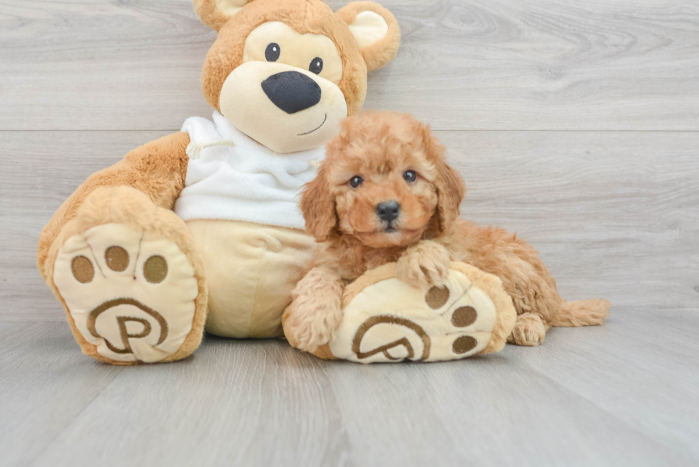 Mini Goldendoodle Puppy for Adoption