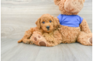 Mini Goldendoodle Pup Being Cute