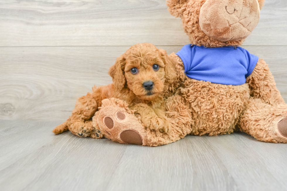 Mini Goldendoodle Pup Being Cute