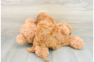 Hypoallergenic Mini Goldiepoo Poodle Mix Puppy