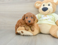 7 week old Mini Goldendoodle Puppy For Sale - Simply Southern Pups
