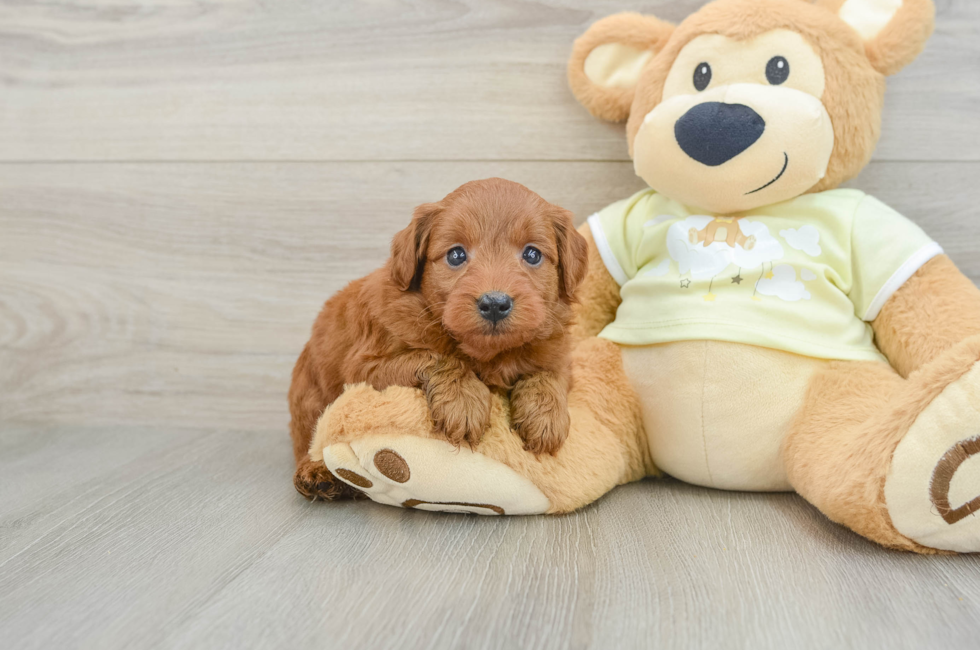 7 week old Mini Goldendoodle Puppy For Sale - Simply Southern Pups