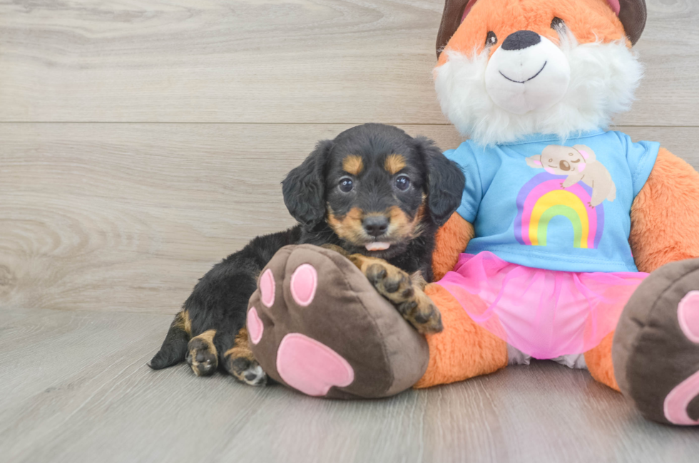 6 week old Mini Goldendoodle Puppy For Sale - Simply Southern Pups