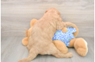 Mini Goldendoodle Puppy for Adoption