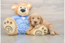 Mini Goldendoodle Puppy for Adoption