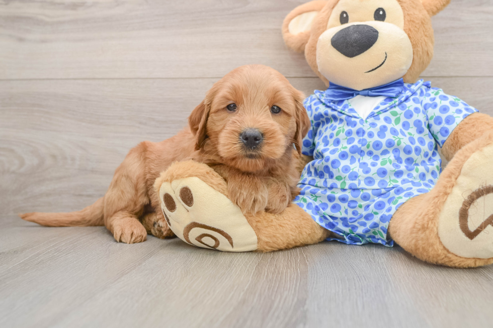 Best Mini Goldendoodle Baby