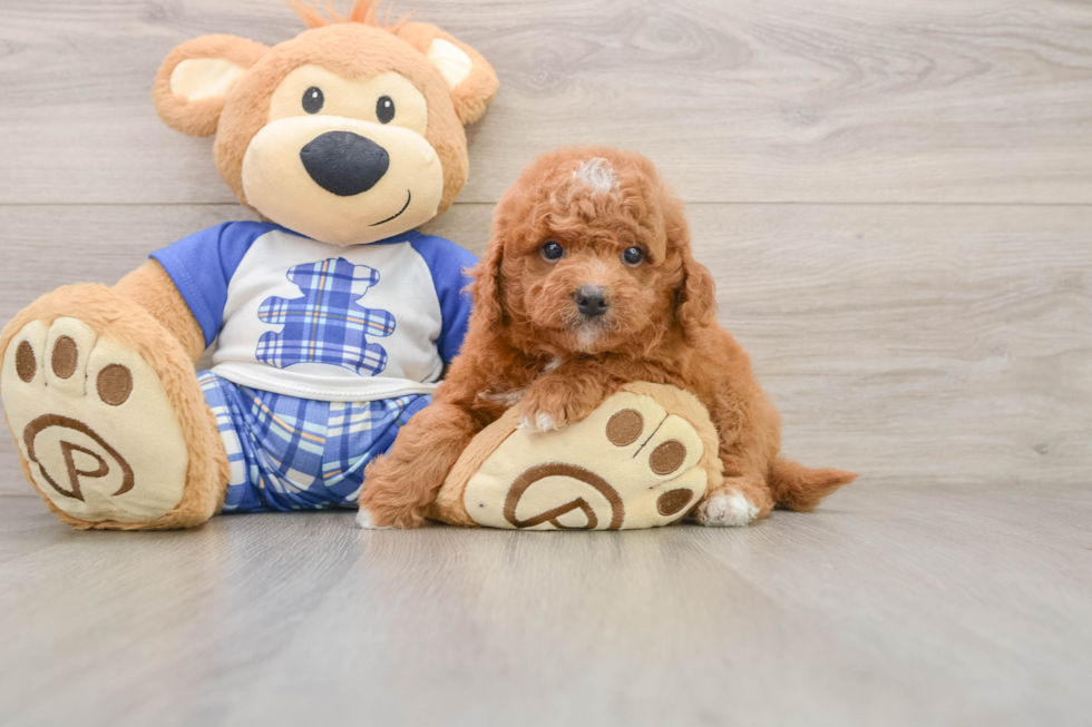 Popular Mini Goldendoodle Poodle Mix Pup