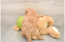 Mini Goldendoodle Pup Being Cute