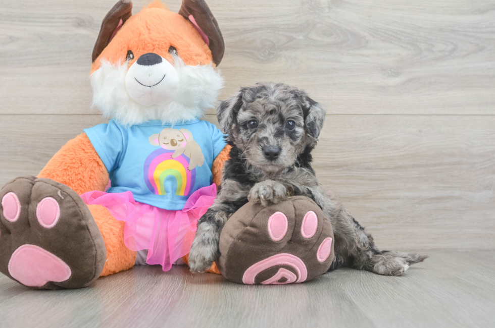 6 week old Mini Goldendoodle Puppy For Sale - Simply Southern Pups
