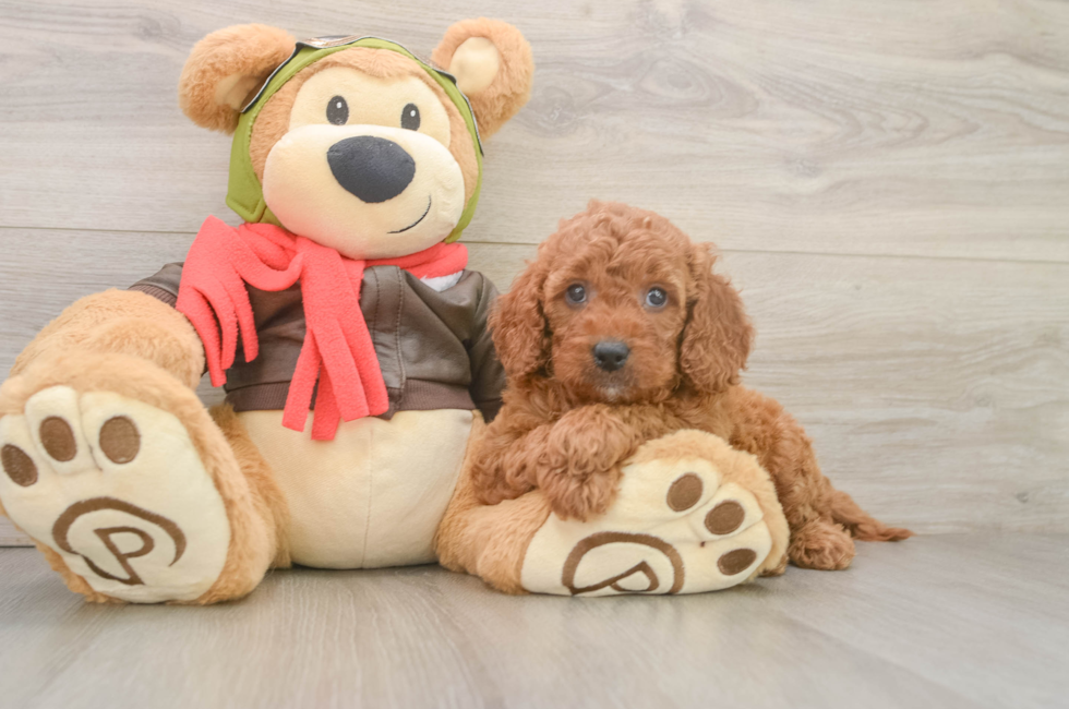 6 week old Mini Goldendoodle Puppy For Sale - Simply Southern Pups
