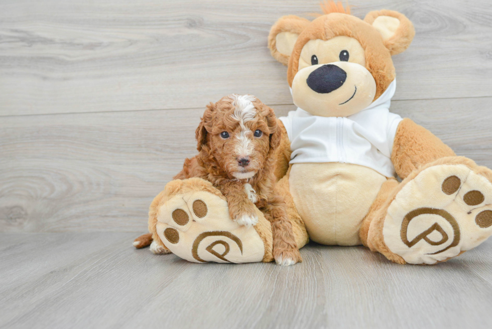 Best Mini Goldendoodle Baby