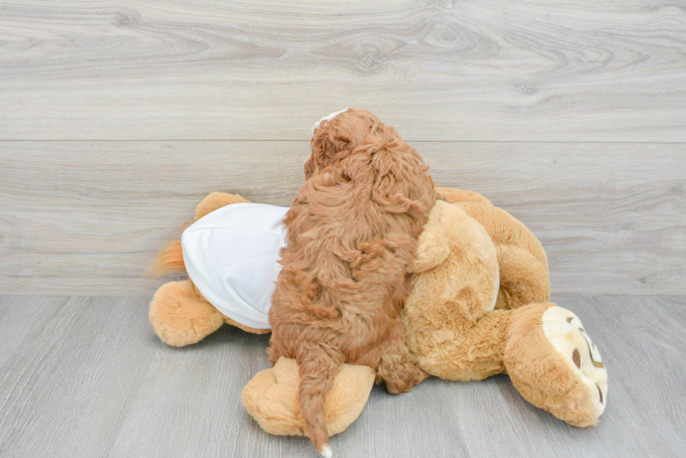 Mini Goldendoodle Pup Being Cute