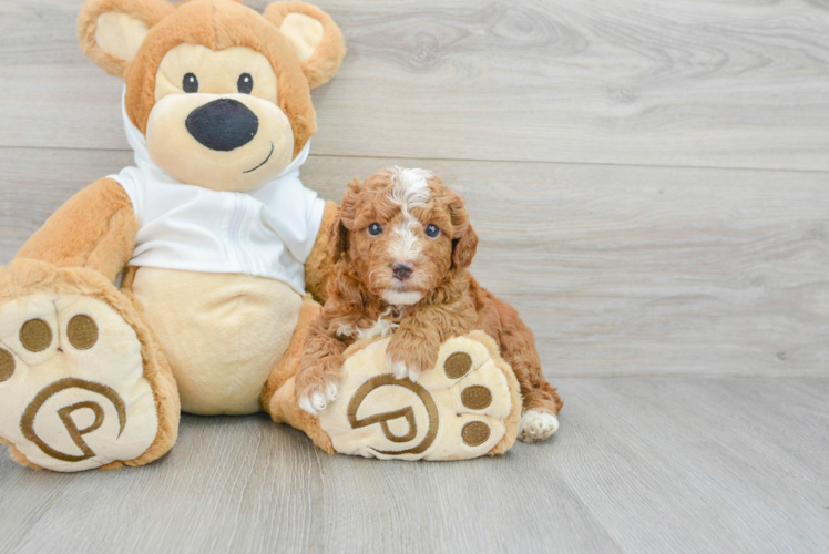Little Golden Retriever Poodle Mix Puppy